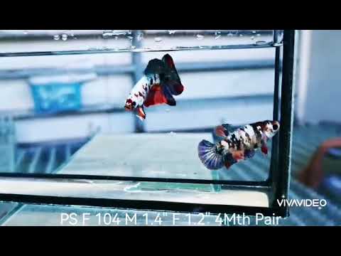 Video (PS-104) Nemo Copper Galaxy Plakat Male Betta - youtube