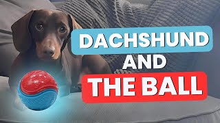 The Dachshund And The Ball David Attenborough Parody