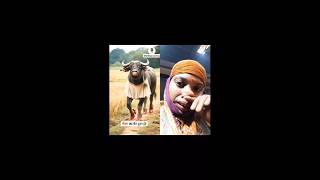 #funny #cow #comedy #thetharanimal #bolleywoodsong #duet #love #dance #song #hindisong #hindi 🤣