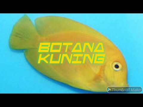 Video: Kapsul Kuning