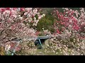 Hikichi Bridge Peach is in full bloom! ~ Niyodogawa Town, Kochi Prefecture ~
