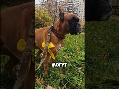 Боксер 🥊🥊удивительная порода собак!