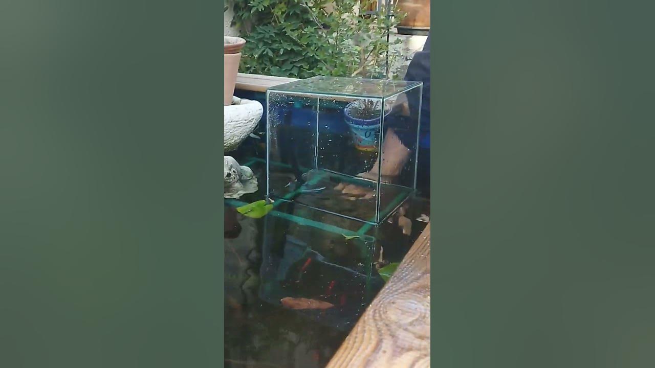 aquarium inversé sur bassin 700L 