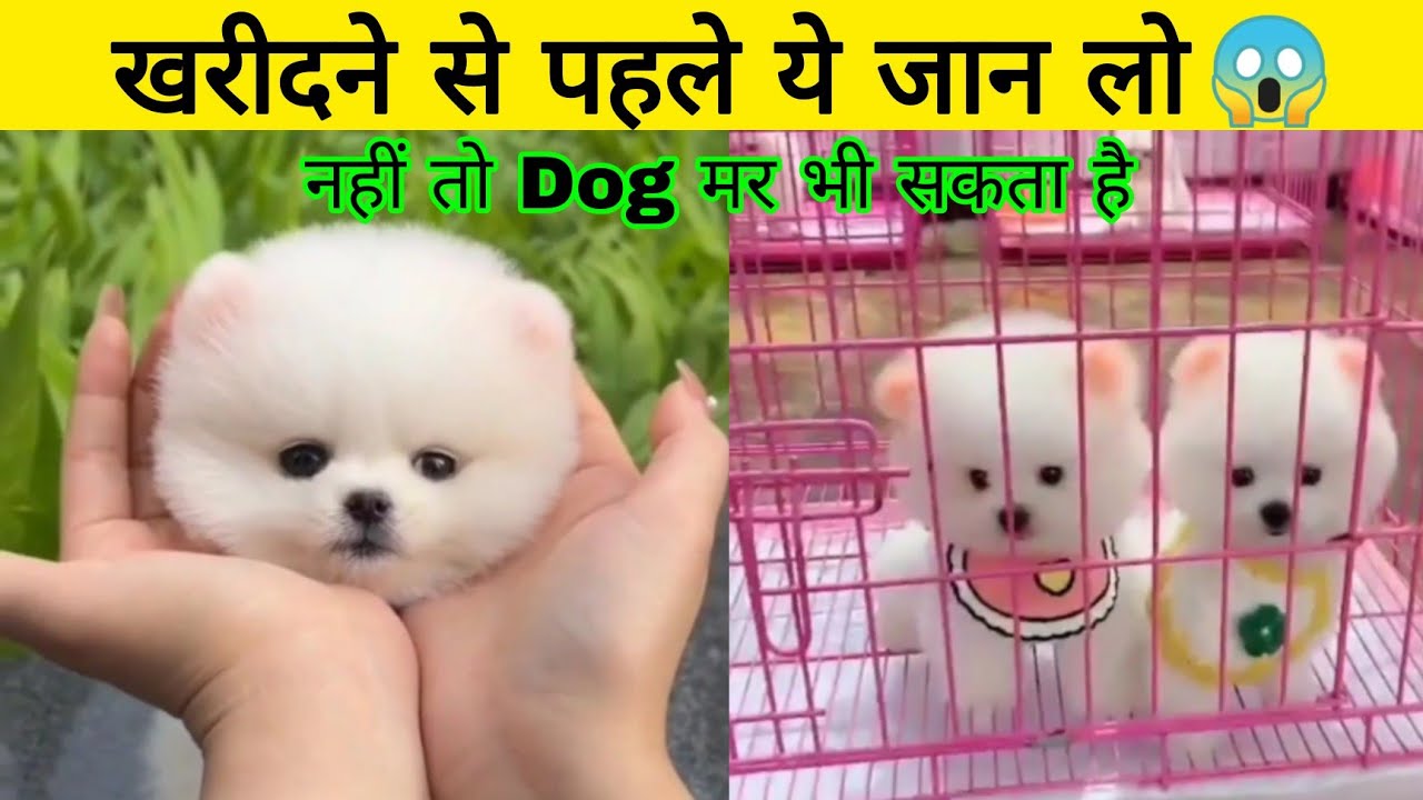 how to take care of a puppy in hindi | Pomeranian Dog price in ...