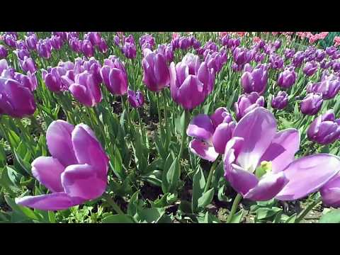 Vidéo: Jardin Botanique Nikitski