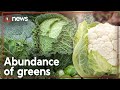 Vegetable surplus sees prices plummet nearly 20% | 1News