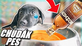 NALIL MU BOŽKOV DO MISKY!!!|CUKROVINKY#102|