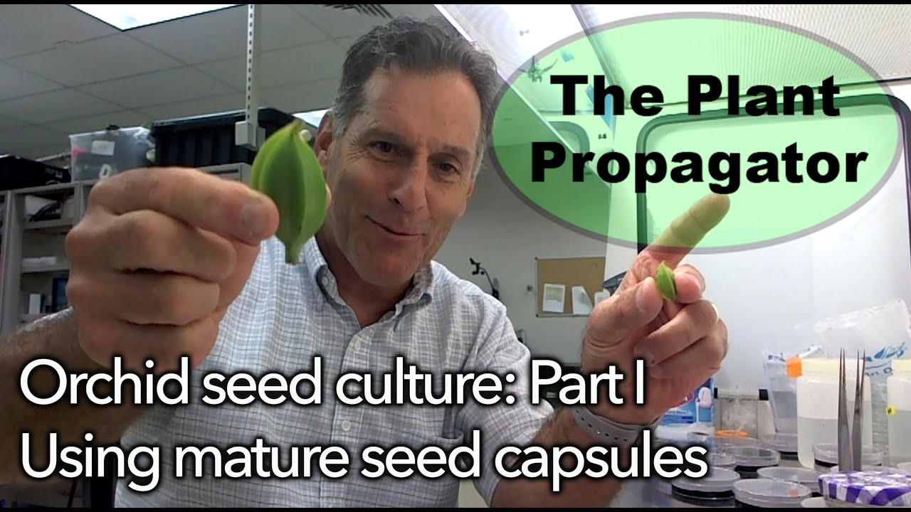 Orchid Seed Culture: Part I, Using Capsules