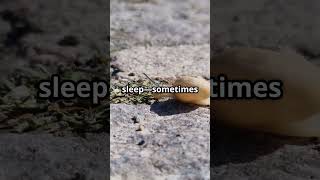 The Snail That Sleeps For 3 Years Zeroai Facts