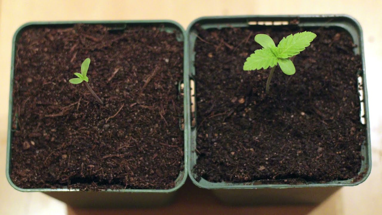 Cannabis in Erde anbauen: Samen keimen
