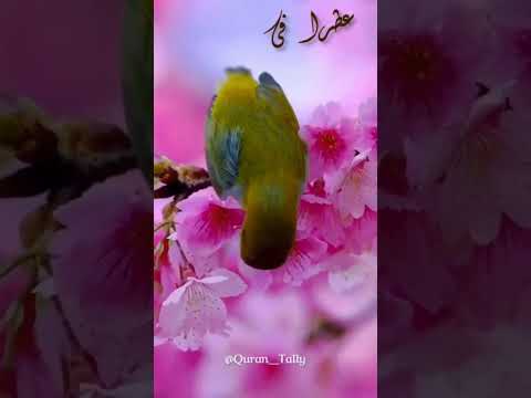 ابتهال سبحت لله في العش الطيور المبتهل الشيخ نصر الدين طوبار ابتهالات وتواشيح إذاعة القرآن الكريم