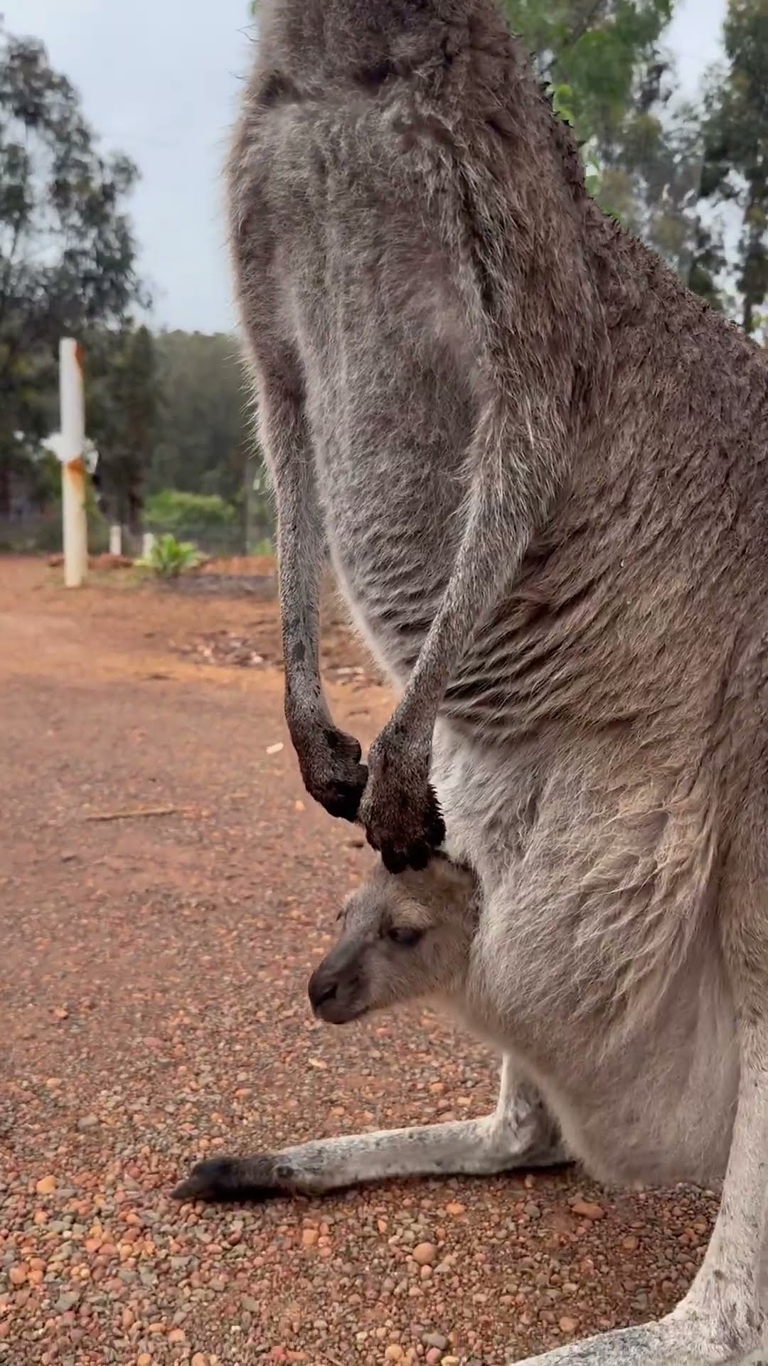 Meeting a Mama Kangaroo and Its Baby || ViralHog