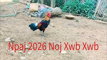 08/09/2025 Tsuag Lau Qaib Dib 2026