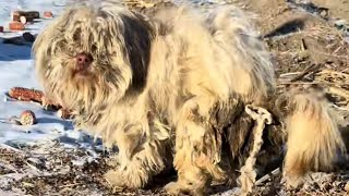 Henüz Üç Yaşında Ama Üç Yılını Başıboş Olarak Geçirdi. Acı Soğukta Kurtarıcısıyla Karşılaştı