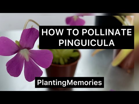 Vidéo: Comment polliniser pinguicula ?