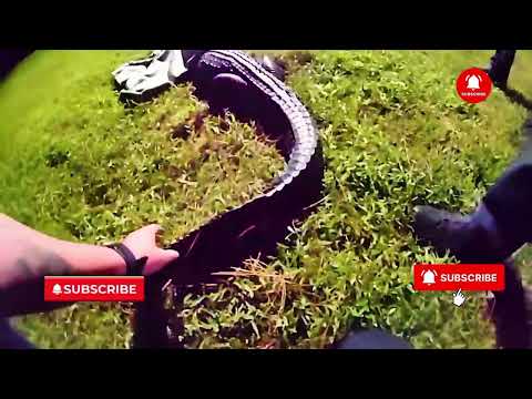 POLICE BATTLE A HUGE ALLIGATOR INSIDE A PRIVATE HOME IN FLORIDA! 🐊😱 #Florida #Trending