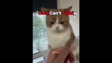 Thumbnail of Cats Can't Fight 2 💀