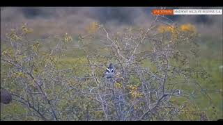 Day 82: Pied kingfisher close up (video \& stills), hovers in air \& over water, dives in water