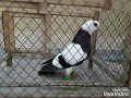 Vivasome beautiful pigeons picture of malik rashid