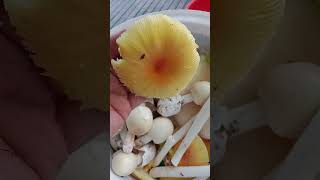 ផ្សិតក្ងោក🍄🍄 #mmoដៃថ្មី #រកលុយតាមfacebook #colonelkkjϟ