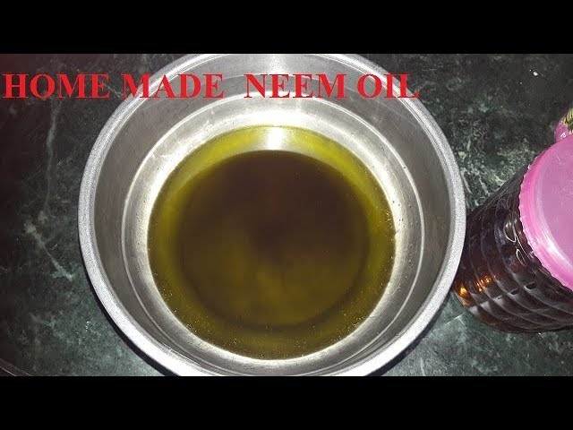 DIY Neem Oil ,curry leaves oil-- hair growth/home remedy for Lice,hair thining,haifall & dandruff | indian food and beauty