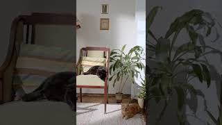 Among us and cats