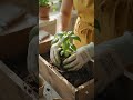 Windowsill Wooden Box Garden 🌿 Easy Indoor Herb Planter DIY