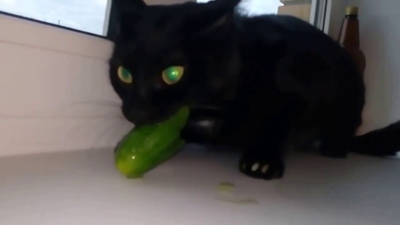 cat eats cucumber