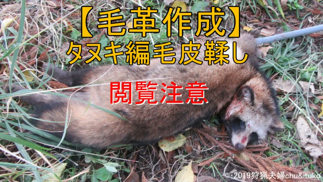 毛革作成】タヌキ編毛皮鞣し - YouTube