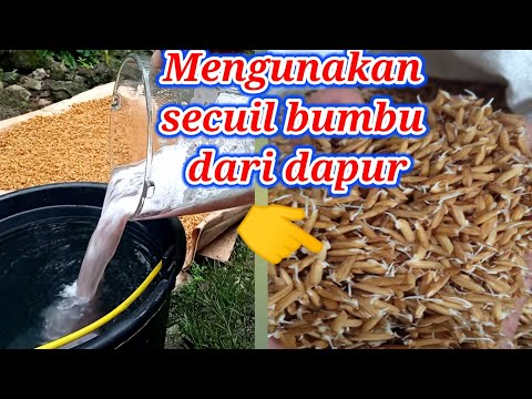 Video: Mengapa benih tua tidak berkecambah?