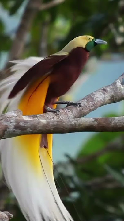 Kicau Burung Cenderawasih kuning kecil
