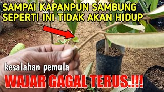 PEMULA WAJIB TAU GAGAL DAN KEBERHASILAN SAMBUNG SISIP DURIAN