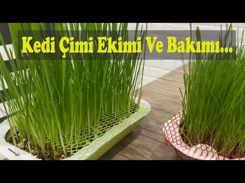 Video: Kedi Otu Nasıl Yetiştirilir: Kaplara Kedi Otu Dikmek