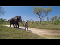 JABU | MORULA | ELEPHANT WALK | LIVING WITH ELEPHANTS FOUNDATION | BOTSWANA | SANCTUARY