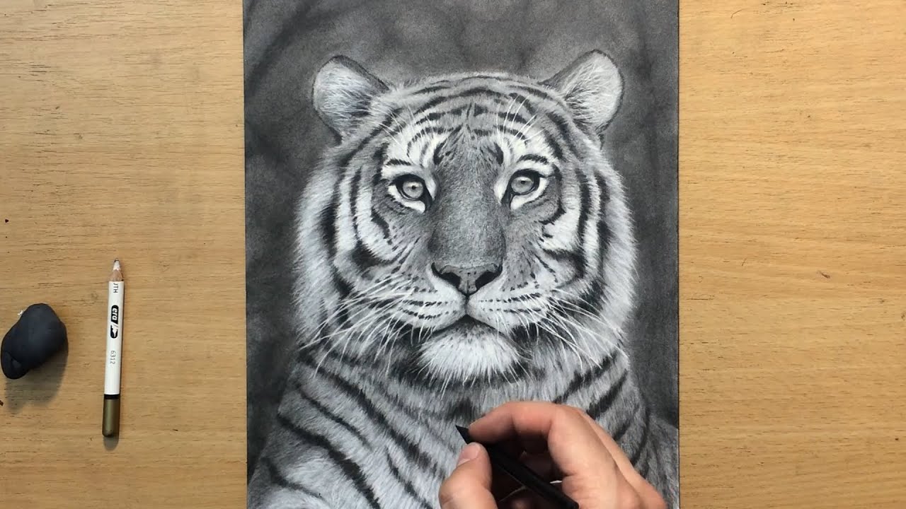 Charcoal Drawing Tiger Cub Original By EdgarsArt — Steemit