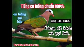 Tiếng cu luồng gọi bầy cho anh em kep loa chơi.