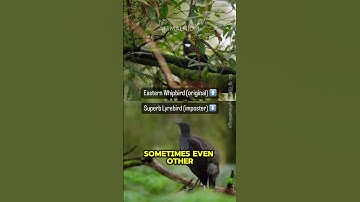 You Won’t Believe What This Bird Can Do! #lyrebird #animalfacts #wildlife #shorts
