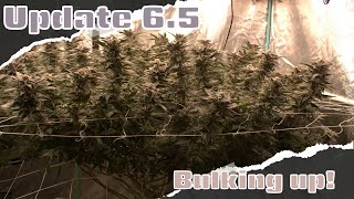 Update 6.5 | Grey Goose - Flower!