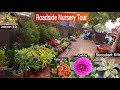 Roadside Nursery Visit, Plant name & Price 🌹🌴🌵🌳