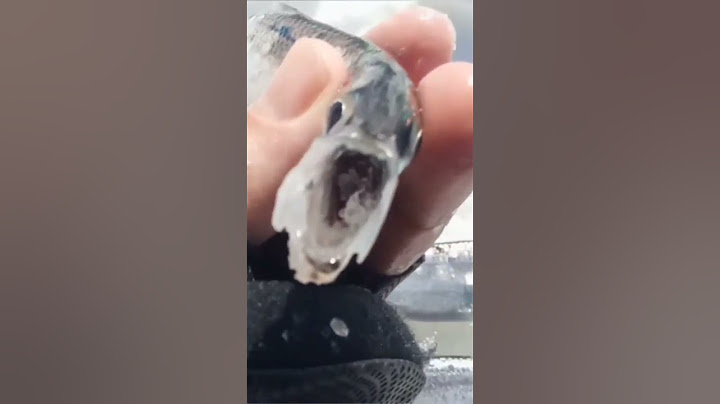 что за рыба попалась? нам вместе с корюшкой на финском заливе #рыбалка #корюшка #финскийзалив