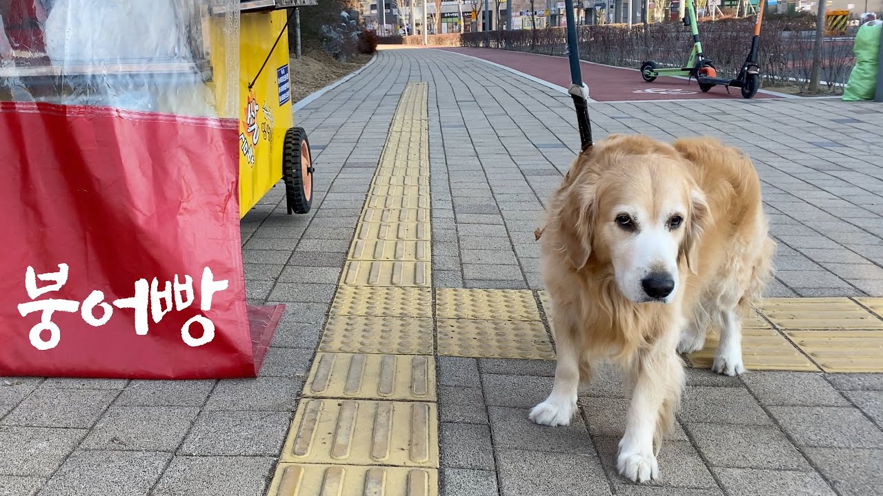 산책하다가 붕어빵 사달라고 도끼눈 뜨고 고집 피우는 리트리버
