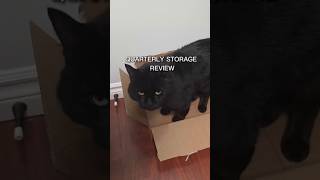 Storage issue resolved. 📦 #catshorts #cat #workhumor #blackcat #techmemes