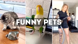 Funny Cat, Dog &amp; Animal Videos | Funny Pets Compilation - 8