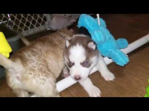 Husky 4 weeks old - YouTube