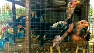 Cara Merawat Anak Ayam Bangkok, Agar Cepat Besar Dan Sehat.