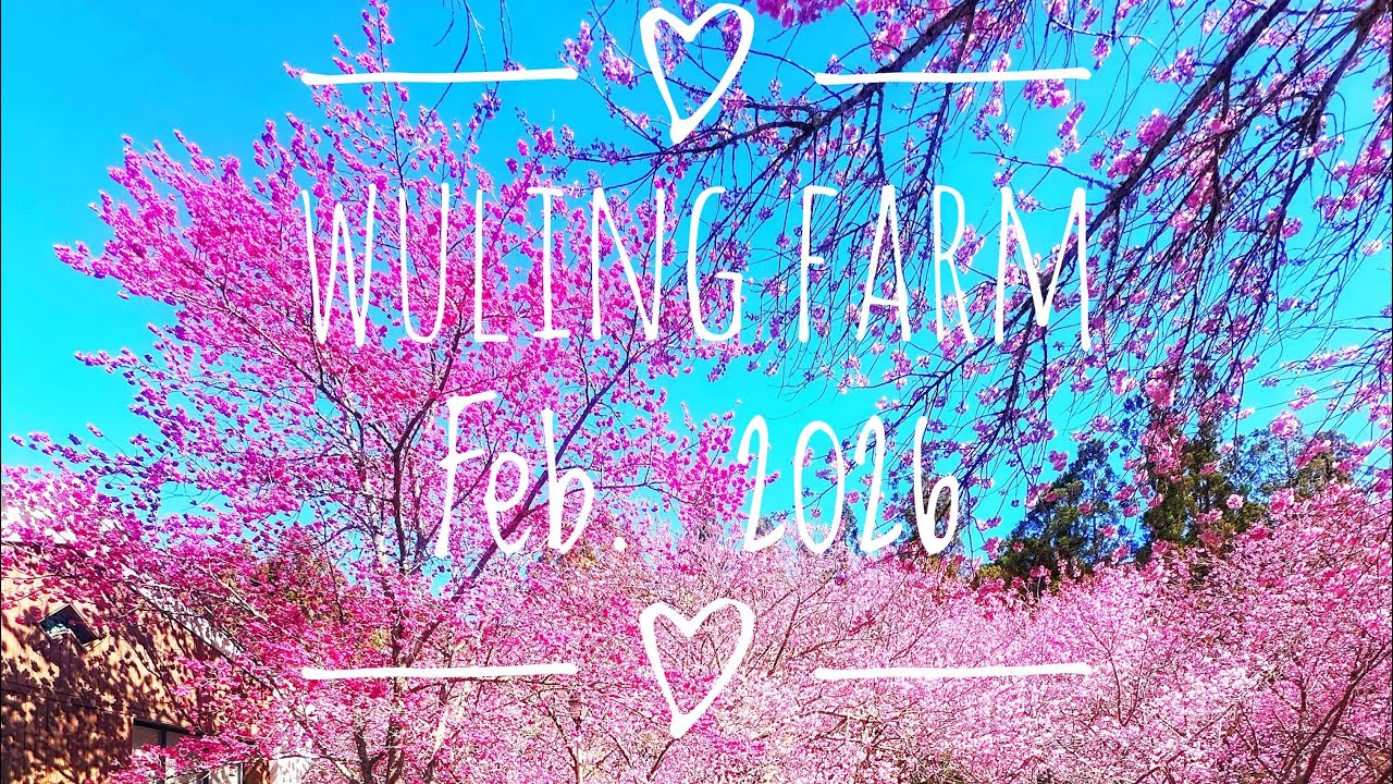 Wuling Farm 2026 Cherry Blossom: So Beautiful❤️👍✅☝️