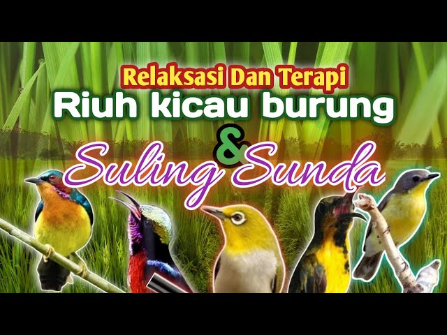 Perpaduan Harmonis suling Sunda dan kicauan burung di alam,penenang pikiran dan relaksasi class=