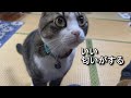 野菜すりおろし。黒毛和牛スジ。ディナーカレー。