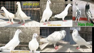 ANDHRA HIGH FLYER PIGEON.7222887272 onley whatsaap