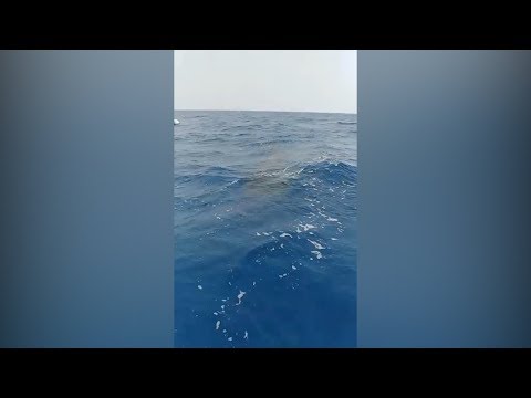 صدي البلد ظهور القرش الحوتى بهلول جنوب مرسى علم